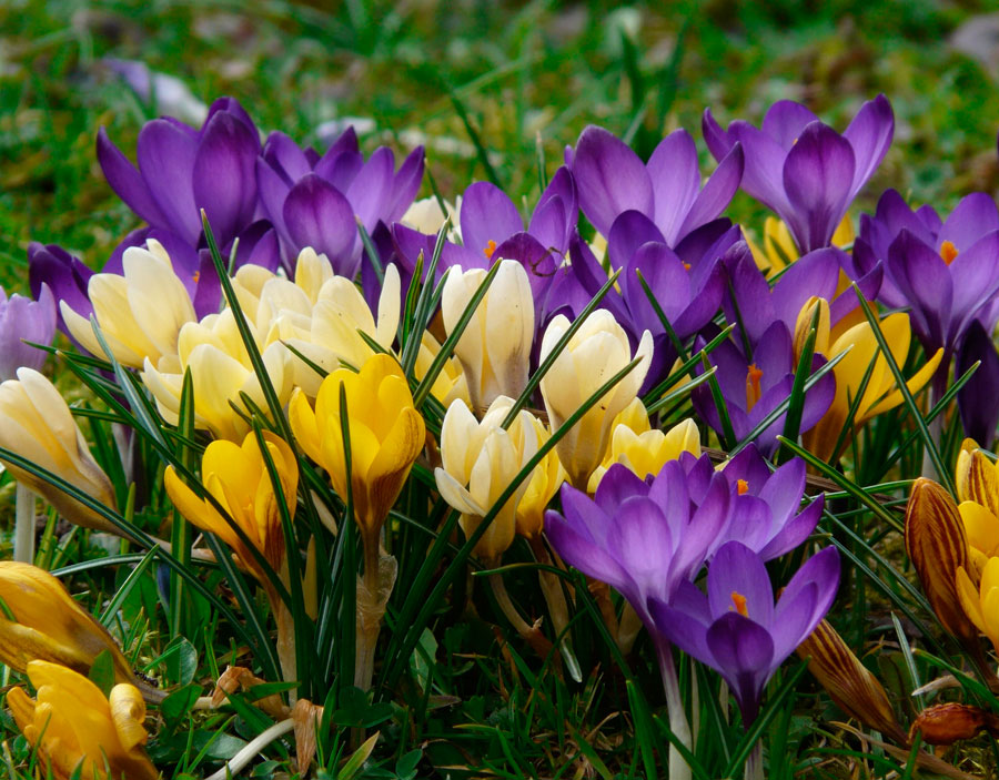 crocus care in the fall