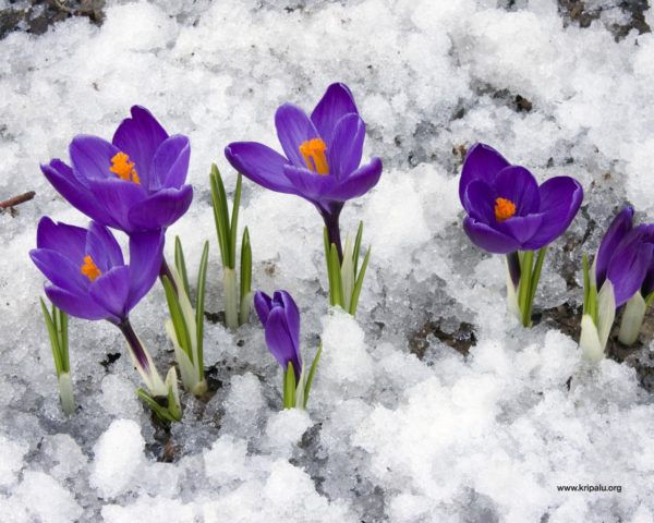 crocuses