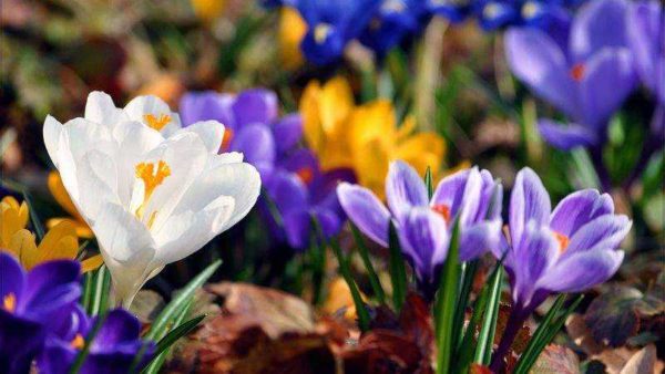 crocuses