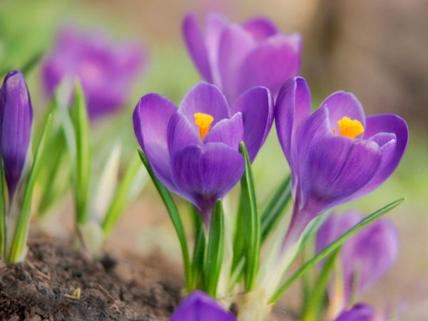 crocuses in the fall