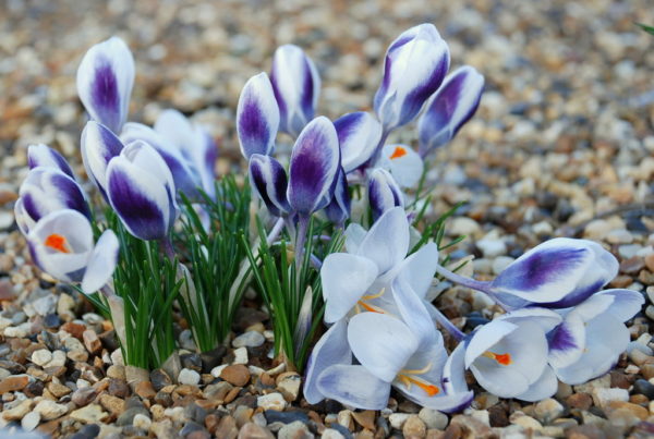 crocus diseases