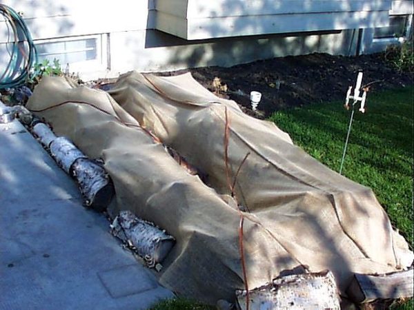 shelter lavender for the winter