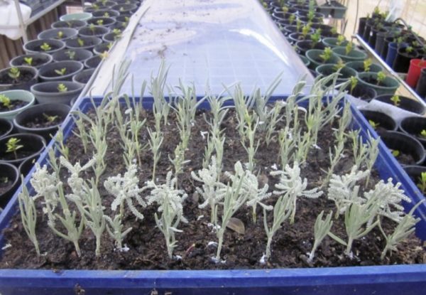 planting lavender