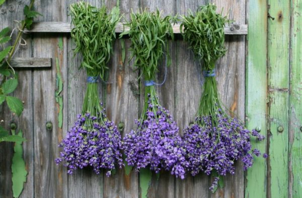 growing lavender