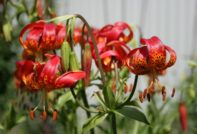 Lilies Care in Autumn