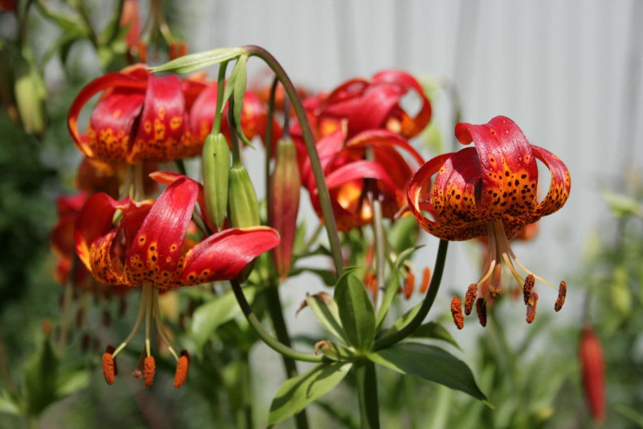 Lilies Care in Autumn