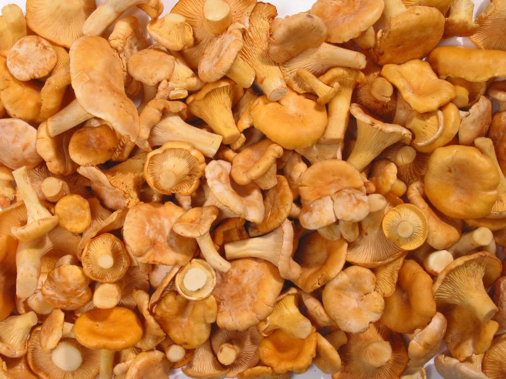 Fresh chanterelles