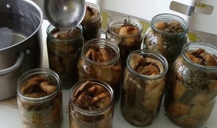 Ponovno lučenje gljiva
