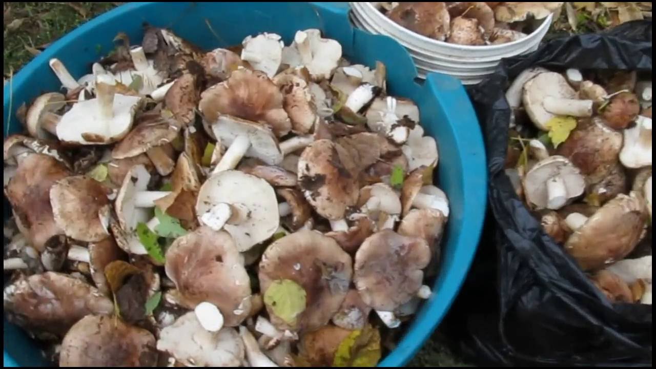 Berba gljiva