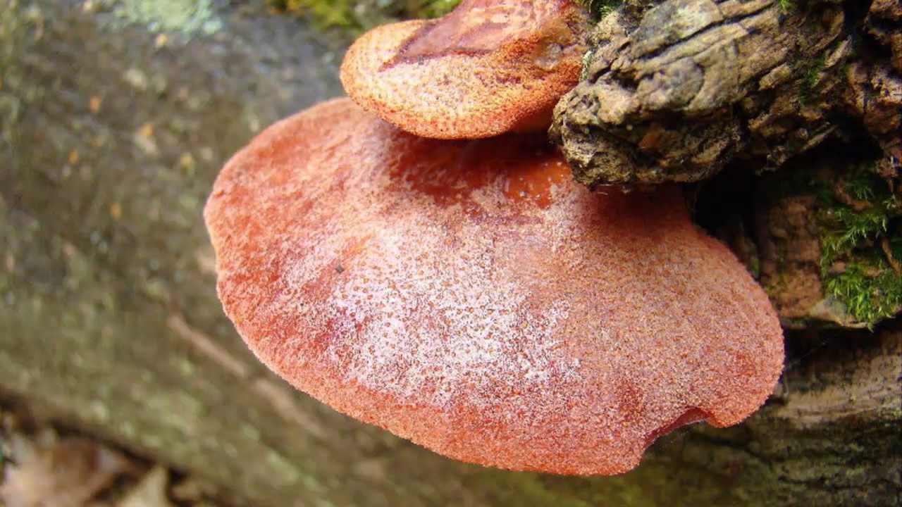 Liver fungus