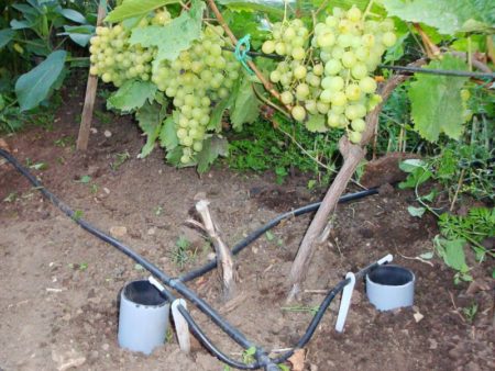 Watering grapes