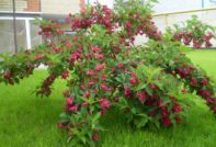 weigela u jesen