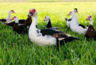 Breeding ducks
