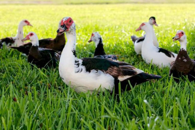 Breeding ducks