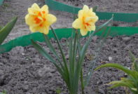 Daffodils landing in the fall