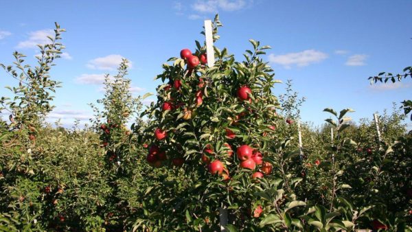 pruning apple trees in autumn