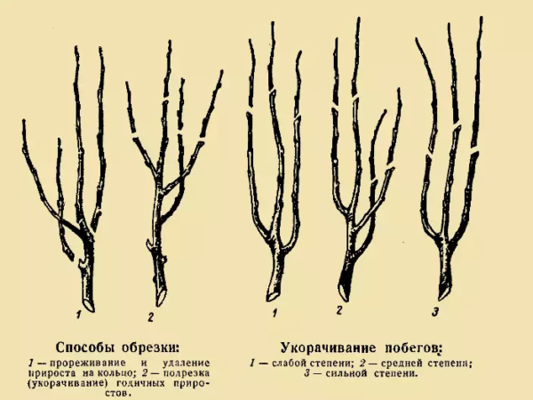 pruning apple tree