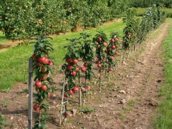 pruning apple-tree for fall