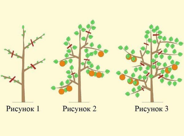 pruning apple-tree in the fall