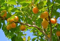 apricot pruning