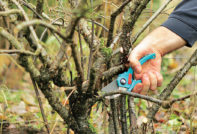 how to prune lilacs in autumn