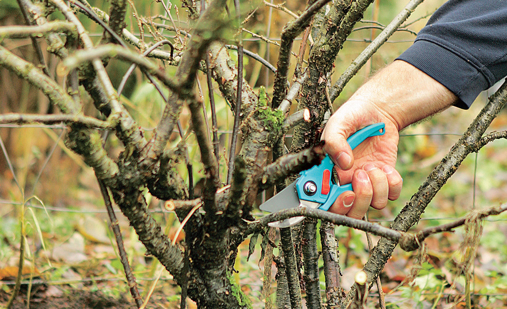 how to prune lilacs in autumn