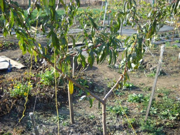peach planting