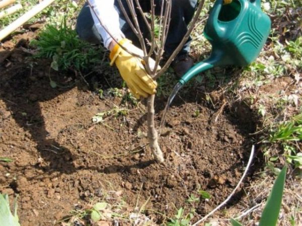 peach planting