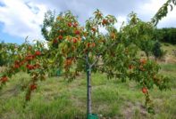 peach planting in autumn