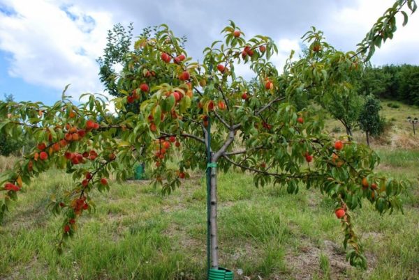 peach planting in autumn
