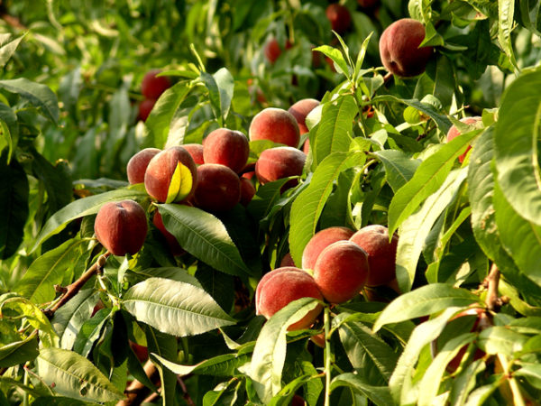 peach planting and care