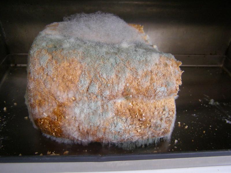 Mold propagation