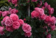 climbing rose