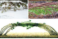 How to cover raspberries for the winter