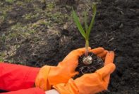 Fertilizers when planting garlic in the fall
