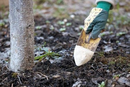 Autumn fertilizers for fruit trees