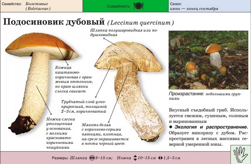 Hrastov bolet