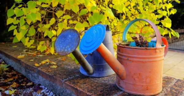 watering trees in autumn