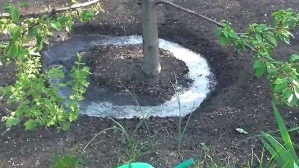 watering trees in autumn