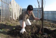 apricot planting