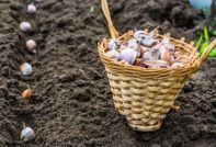 Planting winter garlic