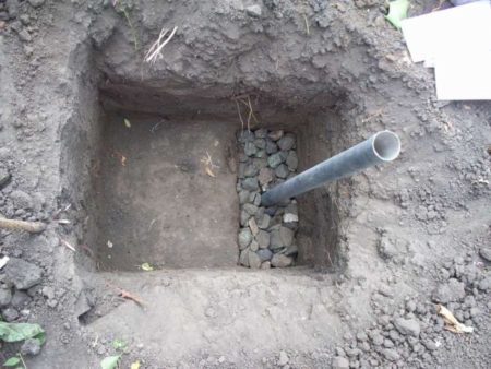Grape pit