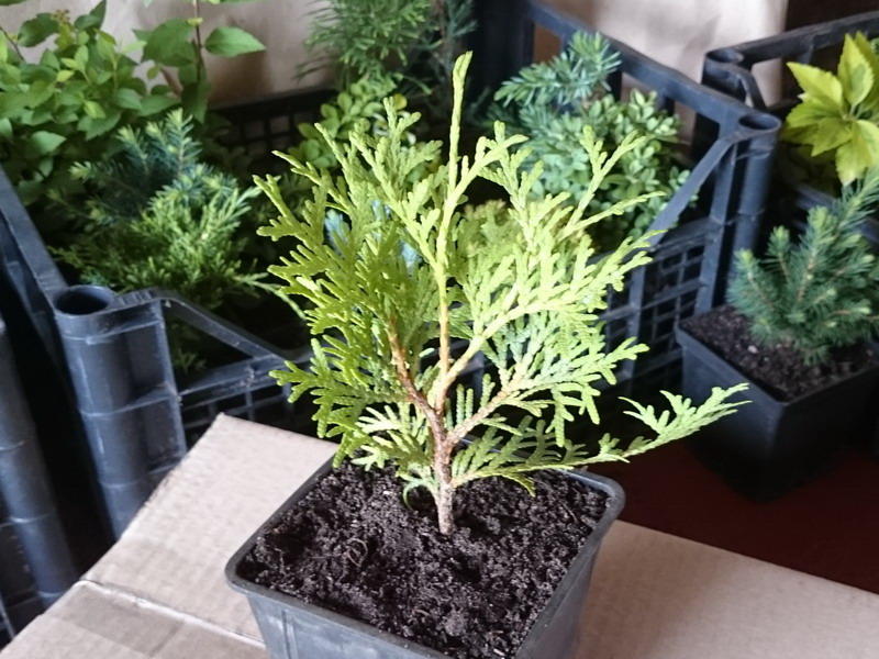 propagate thuja cuttings in the fall
