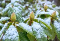 shelter rhododendron for the winter
