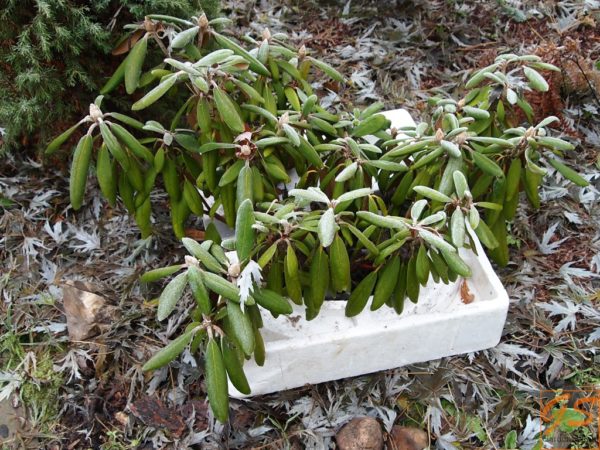 rododendron za zimu