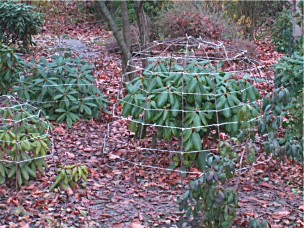 okvir za sklonište rododendron za zimu