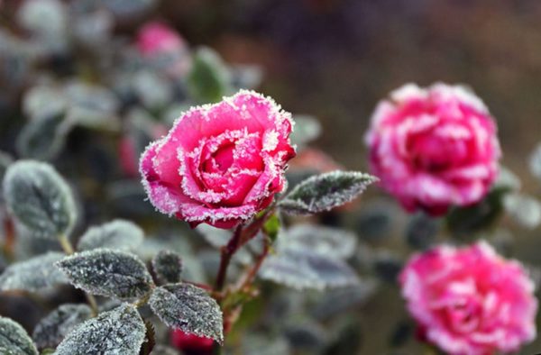 Roses in winter
