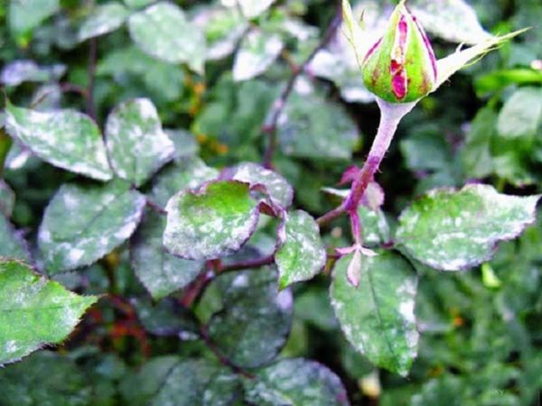 rose diseases