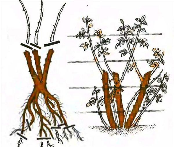 pruning roses