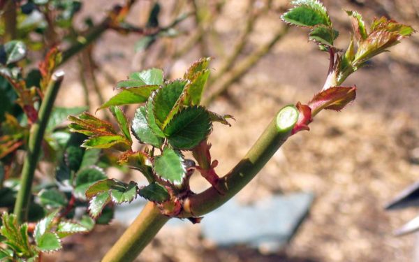 pruning roses
